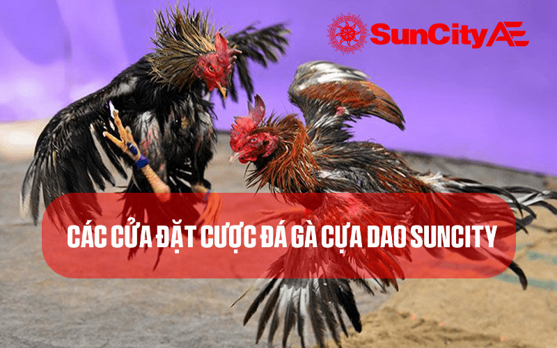 Các cửa đặt cược đá gà cựa dao SUNCITY