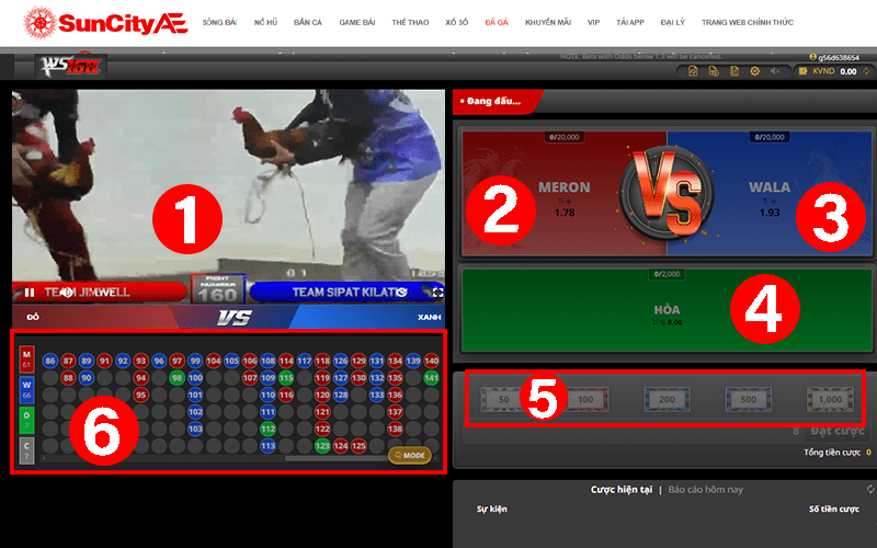 Giao diện cá cược đá gà cựa dao SUNCITY