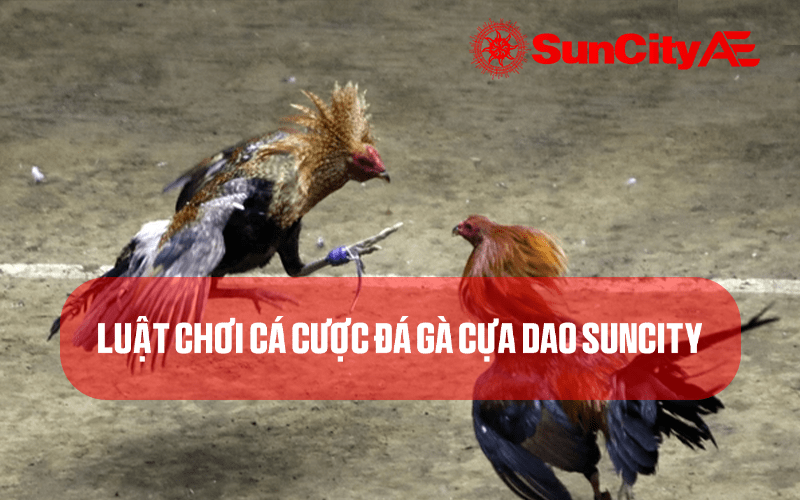 Luật chơi cá cược đá gà cựa dao SUNCITY